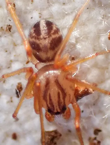Scytodes dorothea - photo 4
