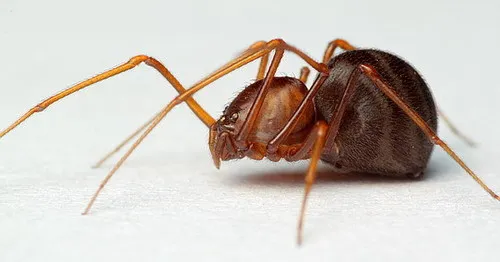 Brown Spitting Spider