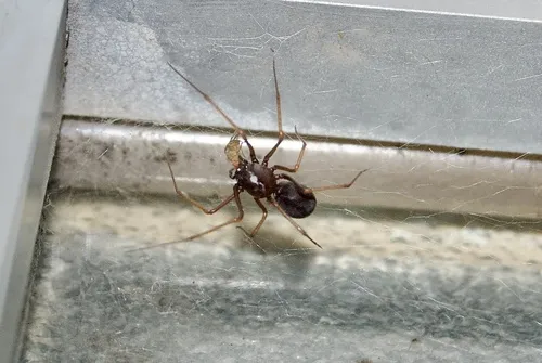 Brown Spitting Spider - photo 2