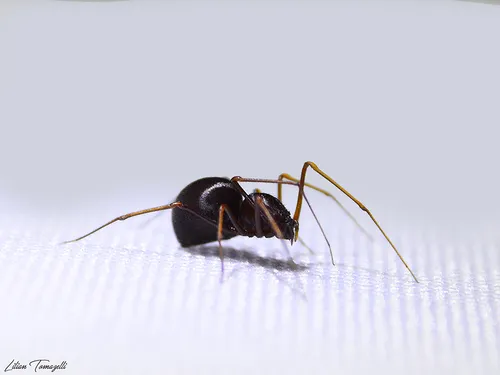 Brown Spitting Spider - photo 3