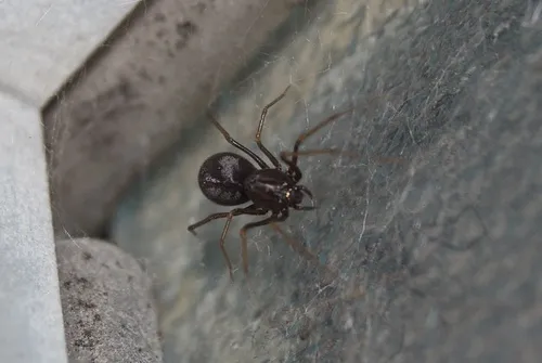 Brown Spitting Spider - photo 4