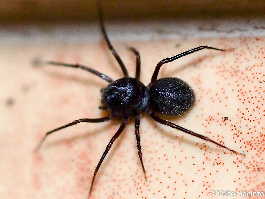 Brown Spitting Spider - photo 5