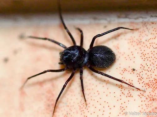 Brown Spitting Spider - photo 6