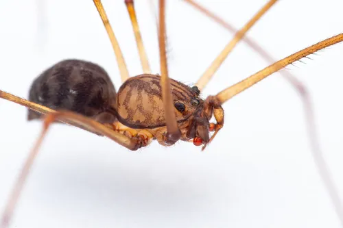 Brown Spitting Spider - photo 7