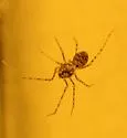 Chilean Tiger Spider