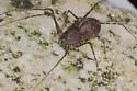 Chilean Tiger Spider - photo 2