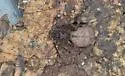 Chilean Tiger Spider - photo 3
