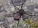 Chilean Tiger Spider - photo 4