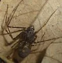 Chilean Tiger Spider - photo 5