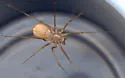 Scytodes univittata