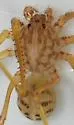 Scytodes univittata - photo 2