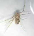 Scytodes univittata - photo 3