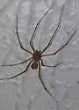Scytodes univittata - photo 5