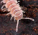 Granulated Millipede