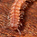 Granulated Millipede - photo 2