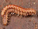 Granulated Millipede - photo 3