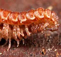 Granulated Millipede - photo 4