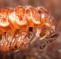 Granulated Millipede - photo 5