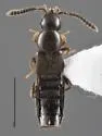 Seeversiella globicollis - Seeversiella globicollis