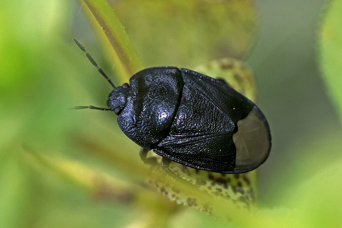 Sehirus morio - photo 3