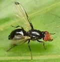 Seioptera colon