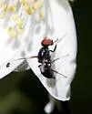 Seioptera colon - photo 2