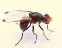 Seioptera colon - photo 3