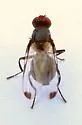Seioptera colon - photo 4