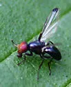 Seioptera colon - photo 5