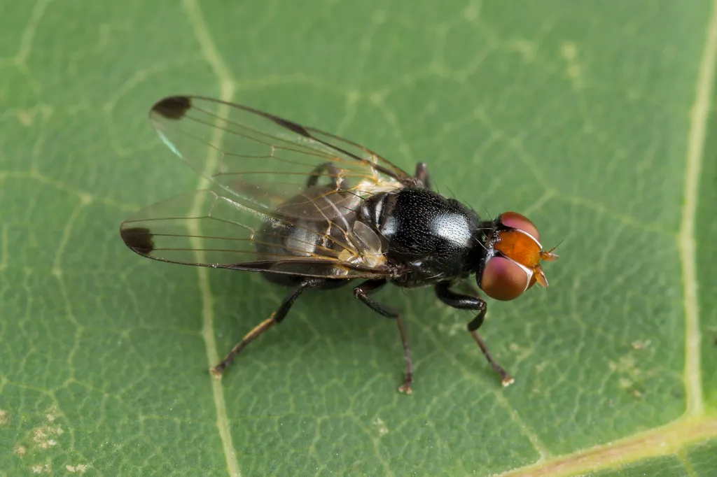 Seioptera vibrans - photo 2