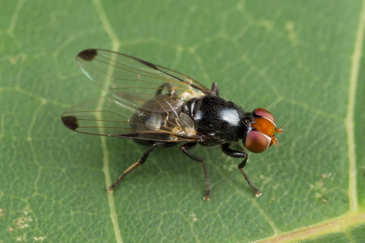 Seioptera vibrans - photo 3