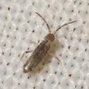 Seira bipunctata - photo 2