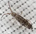 Seira bipunctata - photo 3