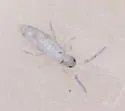 Seira bipunctata - photo 4