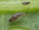 Seira bipunctata - photo 5