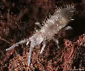 Seira purpurea - photo 2