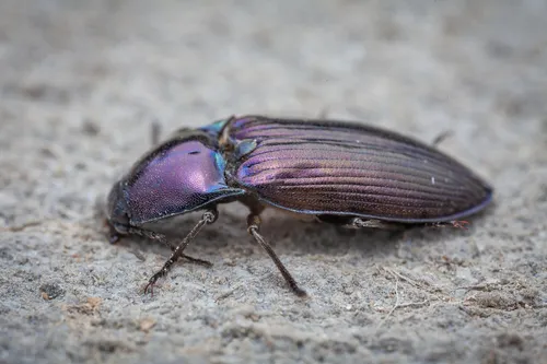 Selatosomus aeneus