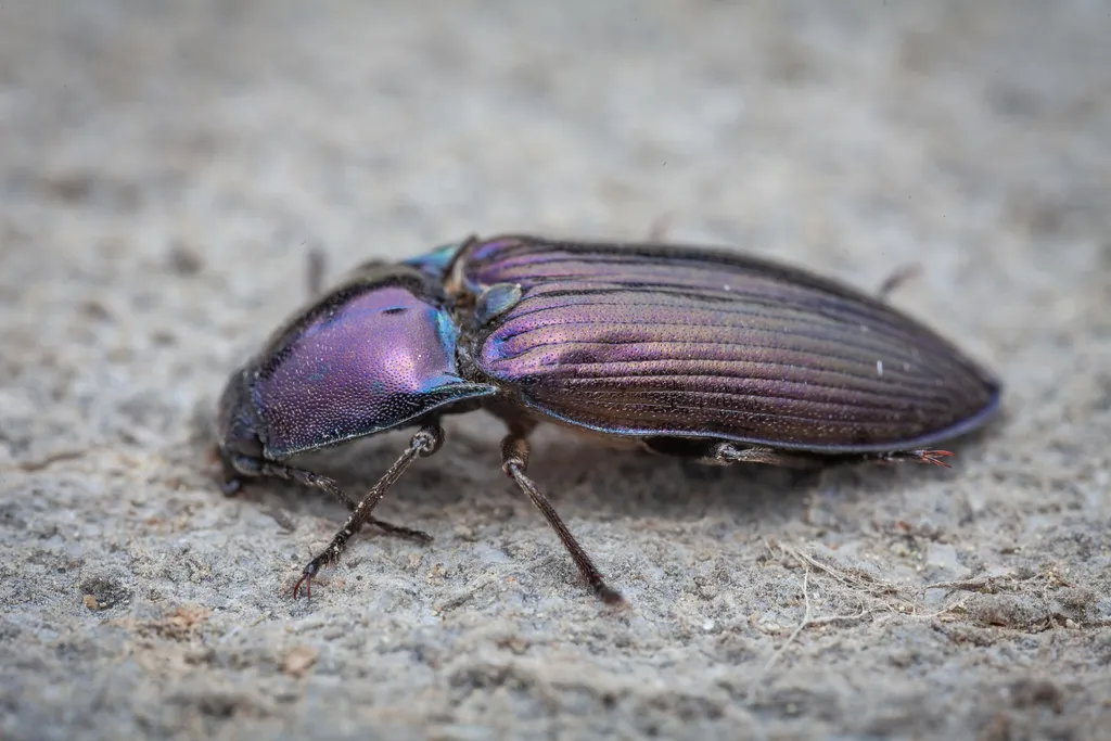 Selatosomus aeneus - photo 2