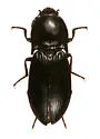 Selatosomus aeripennis