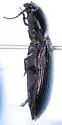 Selatosomus aeripennis - photo 2