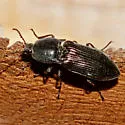 Selatosomus aeripennis - photo 3
