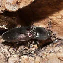 Selatosomus aeripennis - photo 4