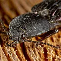 Selatosomus aeripennis - photo 5