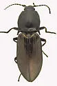 Selatosomus appropinquans