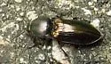 Selatosomus appropinquans - photo 3