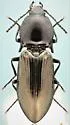 Selatosomus appropinquans - photo 4