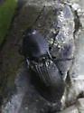 Selatosomus carbo