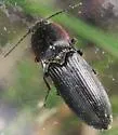 Selatosomus lateralis