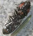 Selatosomus lateralis - photo 2