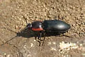 Selatosomus lateralis - photo 4